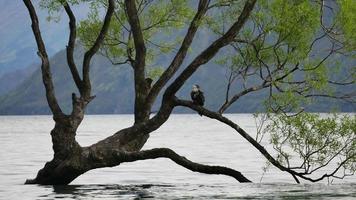 un uccello si siede sull'albero di wanaka. video