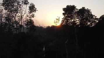 Aerial fly over silhouette mangrove forest video