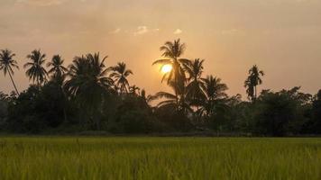 timelapse jaune d'oeuf coucher de soleil à la rizière video