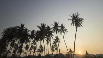 plantação de coqueiros de silhueta video