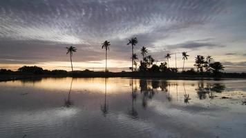 Sunset reflection row of coconut trees in row. video