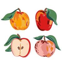 Colorful half, cut and whole of juicy apples vector illustration isolated on white. Hand drawn red, yellow, pink fruits for illustrating healthy eating, recipes, local farm. Card with apple.