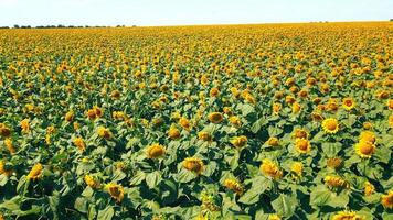 vuelo aéreo sobre un gran campo de girasoles en un día soleado a baja altura. cultivo de girasoles en grandes cantidades industriales. video