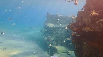 Refracted sun rays passing through water, reaching coral reef filled with small fish. Colorful fish slowly swimming under surface of sea with coral reef on background. Concept of underwater life video