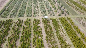 Above view of coniferous trees plantation planted in rows in daytime. Aerial view with drone of growing in rows spruces, firs, pine trees with white truck on background. Concept of agronomic video