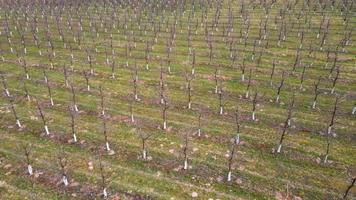 Above view of field with fruit trees planted in rows with white colored trunks against pests in early spring. Aerial view with drone of growing young fruit trees in yard. Concept of agronomic video