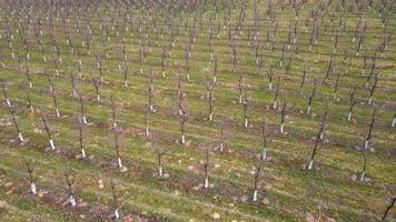 Above view of field with fruit trees planted in rows with white colored trunks against pests in early spring. Aerial view with drone of growing young fruit trees in yard. Concept of agronomic video