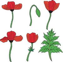 conjunto de amapolas de colores, capullos de amapola y hojas. paquete de hermosas flores para su diseño. colección de flores rojas. vector