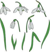 Set of colored snowdrops. Collection isolated flowers on white background for your design. vector