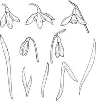 Set of black and white snowdrops. Collection isolated flowers on white background for your design. vector