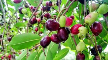 Jamun fruit or Indian blackberry fruit riping on the tree photo