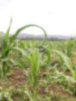 resumen borroso del jardín de maíz propiedad de los agricultores del pueblo foto
