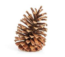 pine cones on white photo