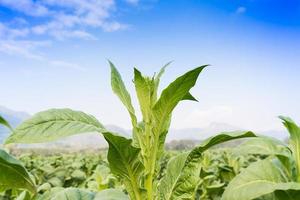 Nicotiana tabacum  herbaceous plant photo