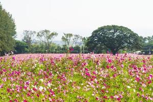 Pink cosmos flowers in field photo