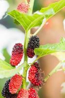 Mulberry on tree is Berry fruit in nature photo