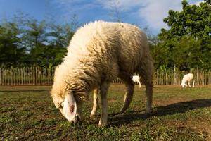 Sheep grazing   in the farm photo