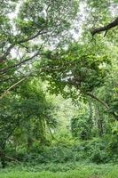 Tropical rainforest jungle in Thailand photo
