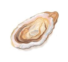 Oyster. Fresh sea oysters on a white background for cooked delicacies. Vector realistic illustration