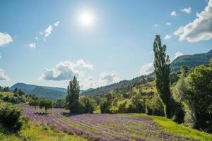 Field of lavender in Drome France photo