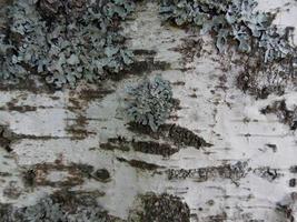 birch bark background photo