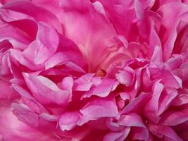 pétalos de peonía rosa de fondo foto