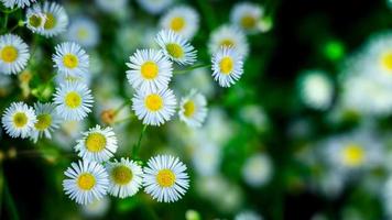 Abstract flower grass natural background. photo