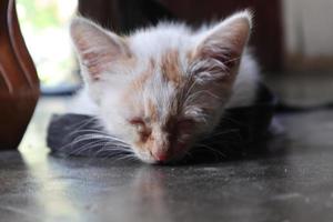 lazy little cat photo