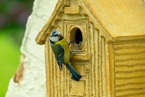 Adult Blue tit and baby photo