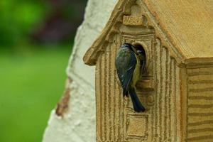 Adult Blue tit and baby photo