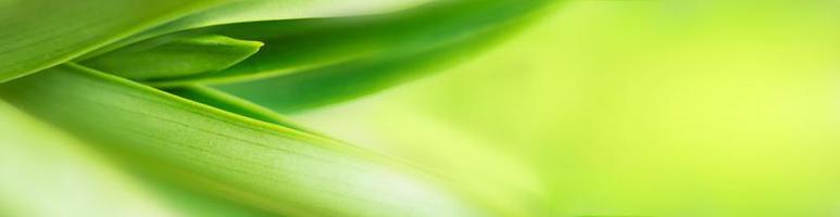 blurry leaves nature of summer green leaves natural green leaf plant used as wallpaper background photo