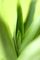 blurry leaves nature of summer green leaves natural green leaf plant used as wallpaper background photo