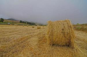 balas de heno en el campo foto