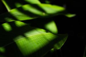 hojas reales con fondo de espacio de copia en negro.diseño de conceptos de naturaleza botánica tropical. foto