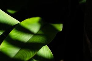 Real leaves with black copy space background.Tropical Botanical nature concepts design. photo
