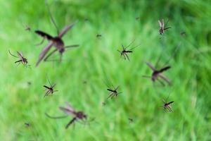 Many mosquitoes fly over green grass field photo