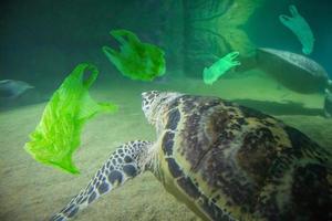 Sea Turtle eat plastic bag ocean pollution concept photo