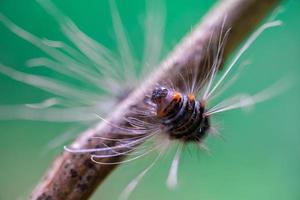Macro photo of caterpillars on a tree branch