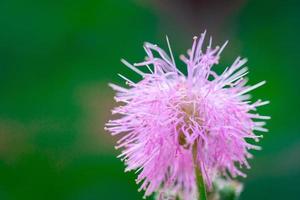 foto macro de flor rosa