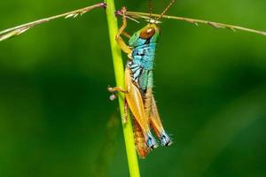 A macro photo of grasshoppers in the wild