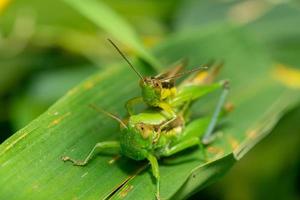 Macro photo of two grasshoppers on a leaf