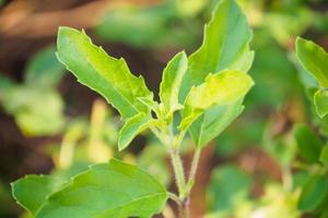 Holy basil leaf close up photo