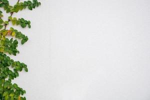green ivy plant climbing on white wall with copy space photo