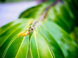 green leaves background photo