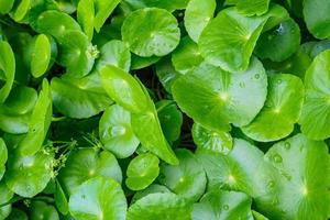 Herbal medicine leaves of Centella asiatica known as gotu kola photo