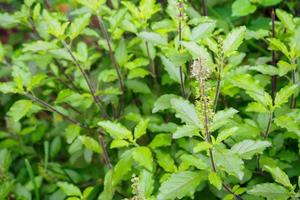 Holy basil or Sacred basil in organic garden photo