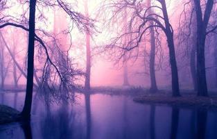 Foggy Swamp Forest Background photo