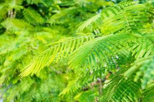 Cha-om or Acacia Pennata or Climbing Wattle green leaves vegetable plant tree photo