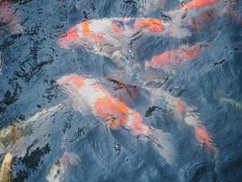 koi fish in the garden pond photo