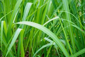 Lemon grass plant green leaf background photo